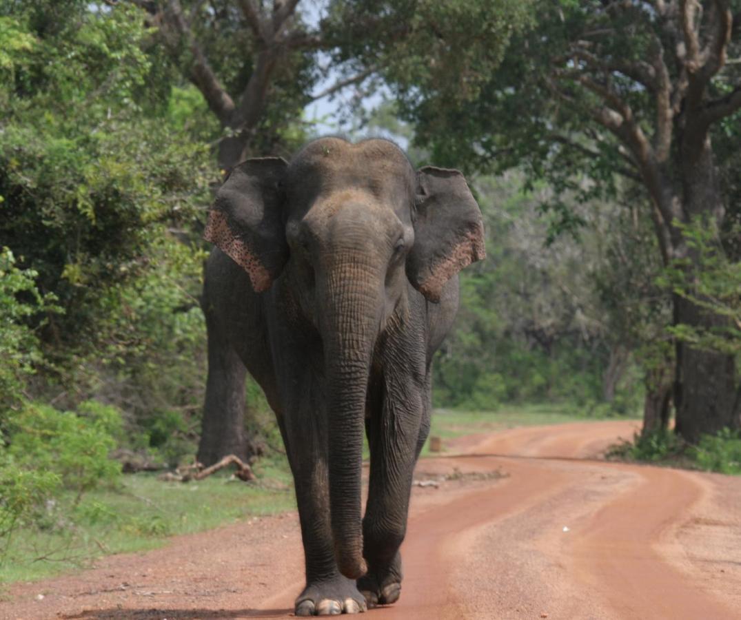 Yala Rich Lodge Tissamaharama Bagian luar foto