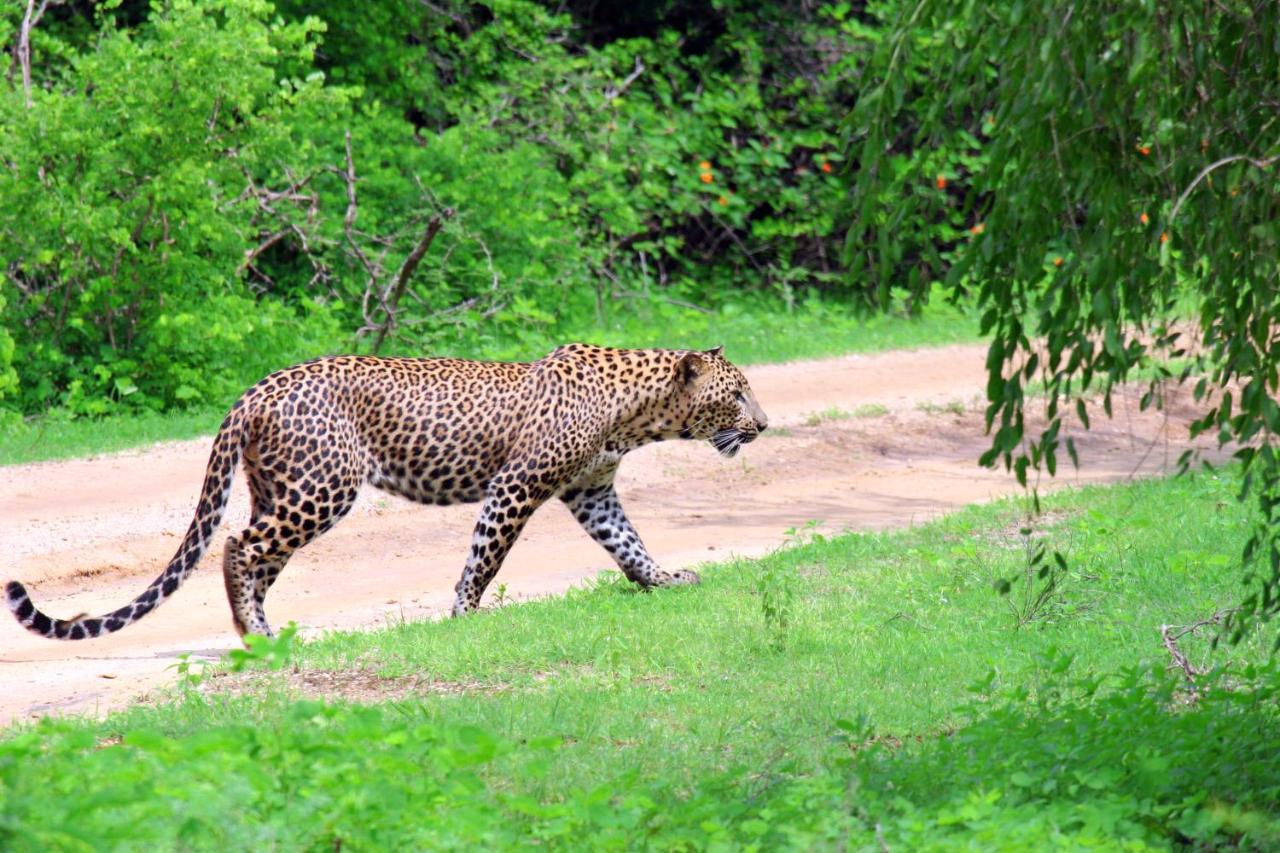 Yala Rich Lodge Tissamaharama Bagian luar foto